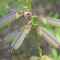 Crotalaria